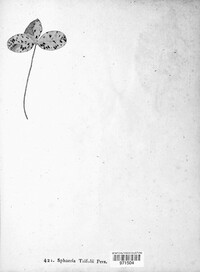 Didymella trifolii image